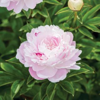 Romantic Ruffles Peony Thumbnail